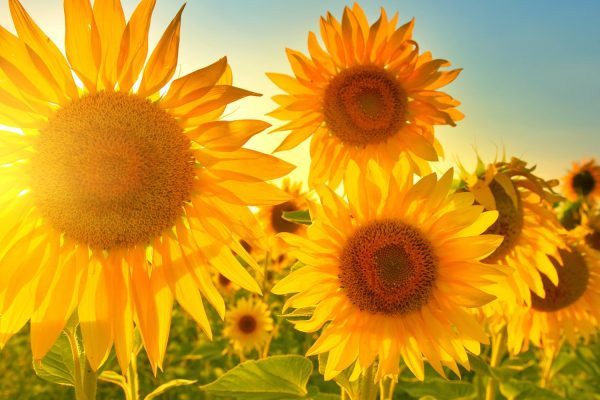 Il significato del girasole: come trasmette energia?